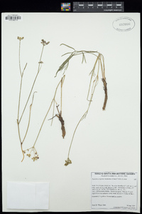 Cymopterus lemmonii image