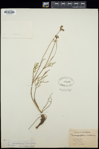 Cymopterus lemmonii image