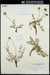 Pseudocymopterus montanus image