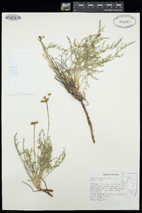 Cymopterus terebinthinus var. petraeus image