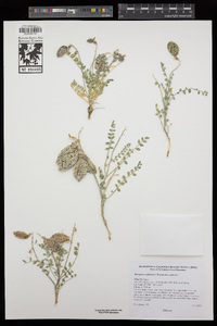 Astragalus oophorus var. oophorus image