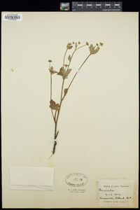 Sanicula arctopoides image