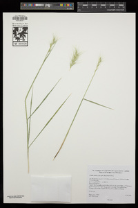 Elymus multisetus image