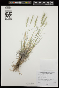 Elymus multisetus image