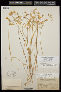 Triteleia ixioides image