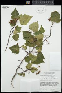 Crataegus phaenopyrum image