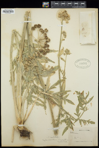 Sphenosciadium capitellatum image