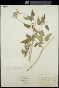 Thaspium trifoliatum image