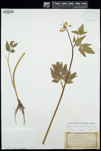 Thaspium trifoliatum var. aureum image