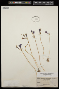 Triteleia laxa image