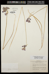 Triteleia grandiflora image