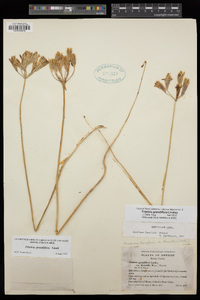 Triteleia grandiflora var. howellii image