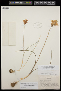 Brodiaea douglasii var. howellii image