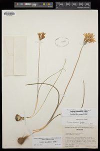 Brodiaea douglasii image