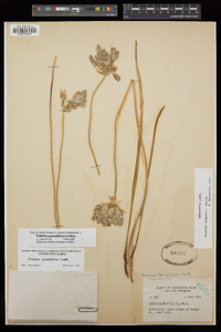 Triteleia grandiflora image