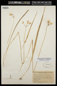 Triteleia hyacinthina image