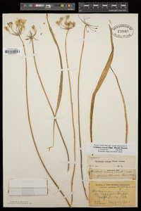 Brodiaea crocea image