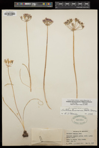 Triteleia lemmoniae image
