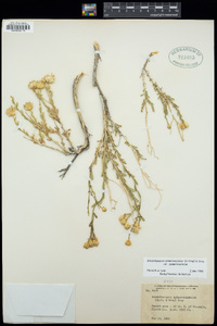 Acamptopappus sphaerocephalus image