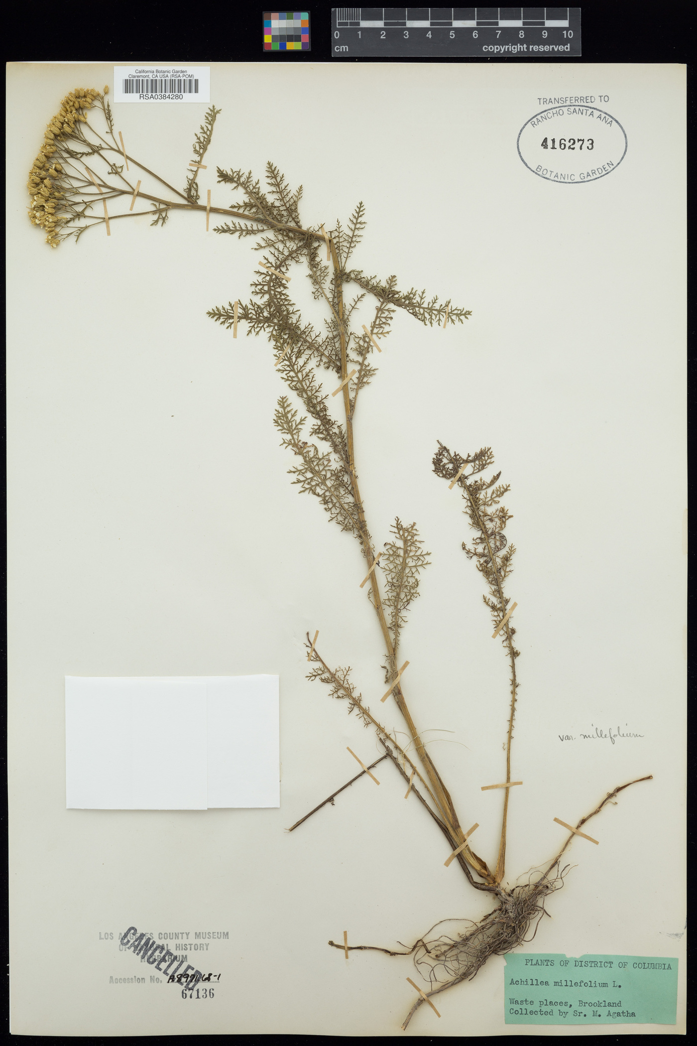 Achillea millefolium var. millefolium image