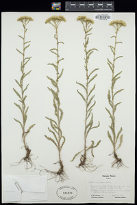 Achillea millefolium image