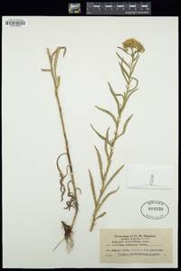 Achillea multiflora image