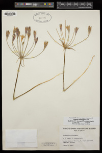 Triteleia tubergenii image