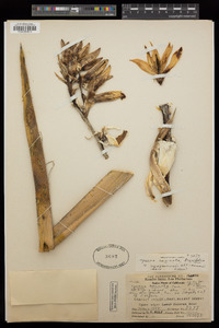 Yucca baccata image