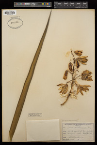 Yucca schidigera image