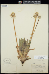 Agoseris grandiflora image