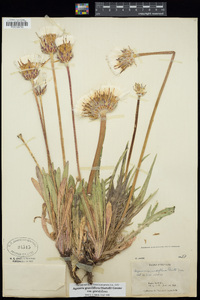 Agoseris grandiflora var. grandiflora image