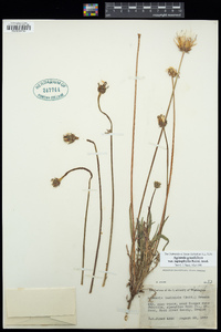 Agoseris grandiflora var. leptophylla image