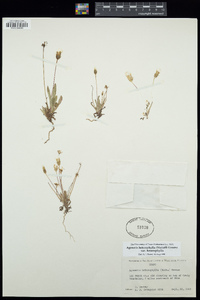 Agoseris heterophylla var. heterophylla image