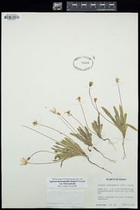 Agoseris heterophylla var. heterophylla image