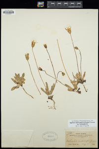 Agoseris heterophylla image