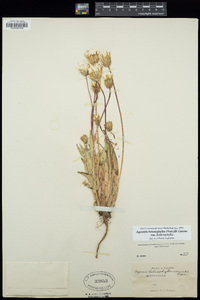 Agoseris heterophylla var. heterophylla image