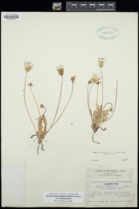 Agoseris heterophylla image