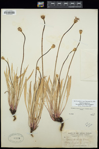Agoseris aurantiaca var. purpurea image