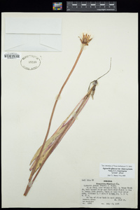 Agoseris glauca image