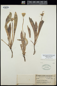 Agoseris glauca var. dasycephala image