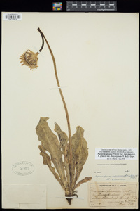 Agoseris glauca var. glauca image