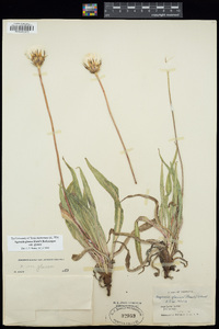 Agoseris glauca image