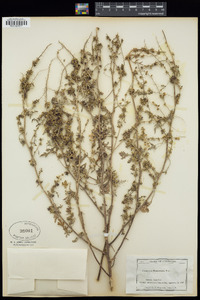 Ambrosia acanthicarpa image