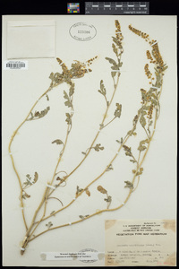 Ambrosia acanthicarpa image