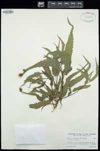 Ambrosia ambrosioides image