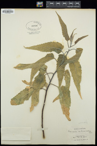 Ambrosia ambrosioides image