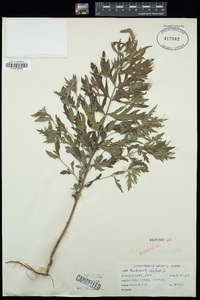 Ambrosia artemisiifolia var. elatior image