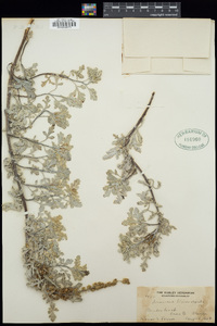 Ambrosia bipinnatifida image