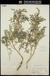 Ambrosia confertiflora image