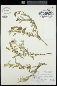 Ambrosia deltoidea image